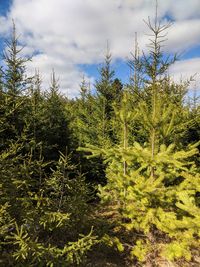 Trees in forest against sky