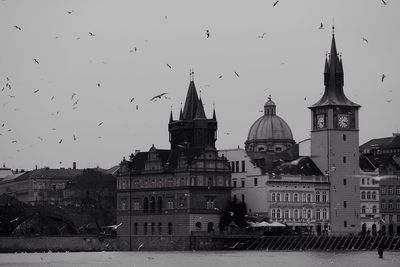 Flock of birds flying over building