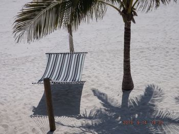 Chairs and palm trees on beach