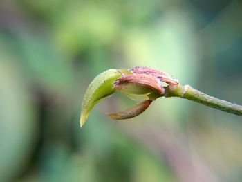 Close-up of flower bud
