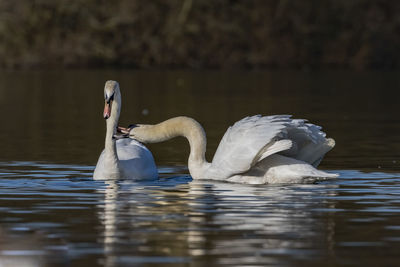 Swan swimming in lake