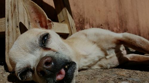 Close-up of dog sleeping