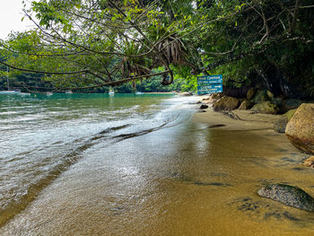 Scenic view of river amidst trees in forest