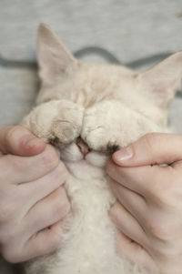 Close-up of cropped hand holding cat