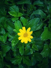 Close-up of yellow flower blooming outdoors