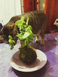 Close-up of cat in plate on table