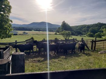 View of horse on field against the sky