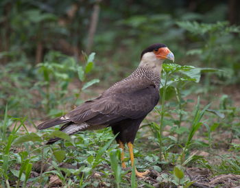 Closeup of crested caracara caracara plancus hunting on ground pampas del yacuma, bolivia.