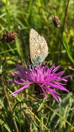 Close-up of butterfly on purple flower