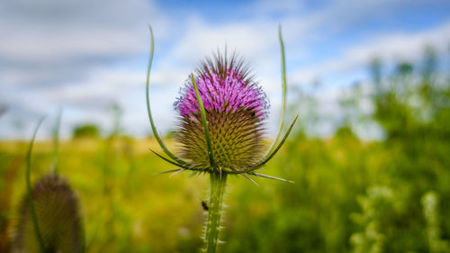 Close-up of thistle flower