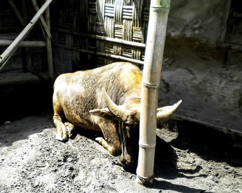High angle view of a buffalo