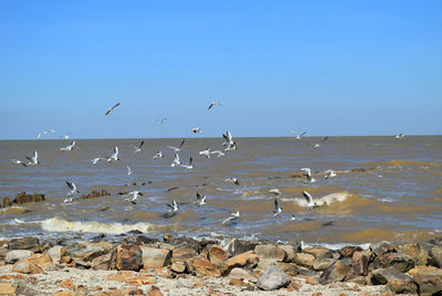 Birds flying over sea against clear blue sky