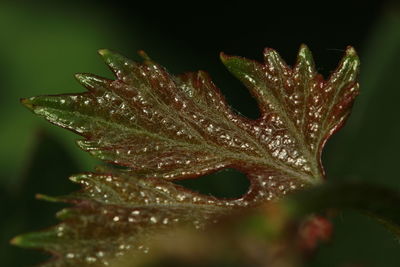 Close-up of wet spider on plant