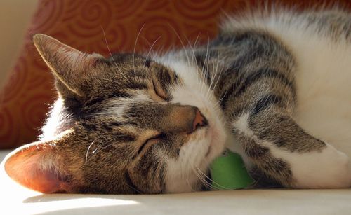 Close-up of cat resting