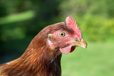 Close-up of rooster