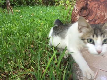 Close-up of cat on field
