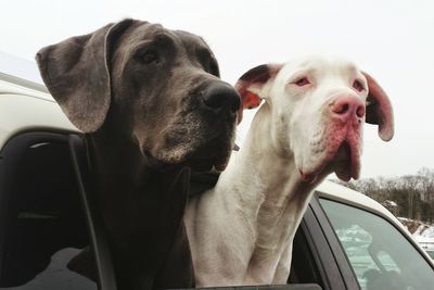 Two great dane dogs outside car window