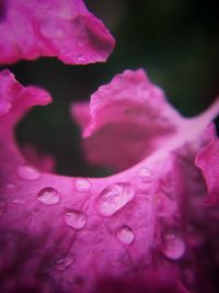 Close-up of pink flower