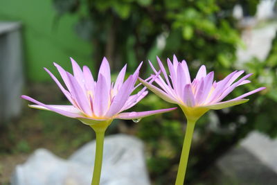 Close-up of purple flowering plant