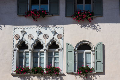 Potted plants on window