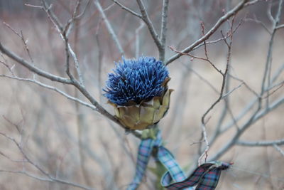 Close-up of purple flowers
