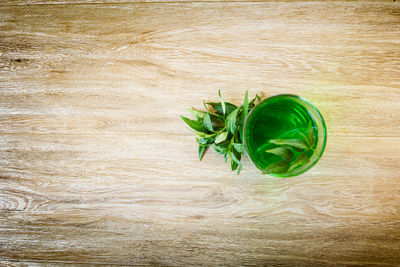 High angle view of green plant on table