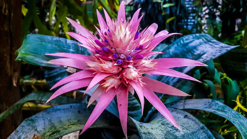 Close-up of purple flower blooming outdoors