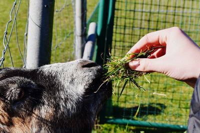 Close-up of hand feeding