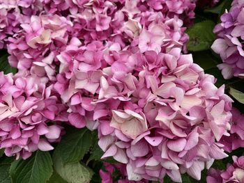 Close-up of pink hydrangea flowers