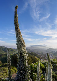 Cactus growing on mountain against sky