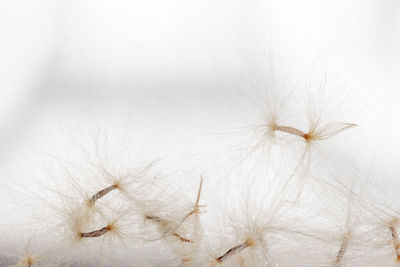 Close-up of dandelion on white wall