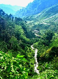 Scenic view of forest