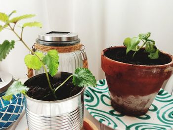 Close-up of potted plant on table