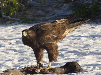 Close-up of bird on water