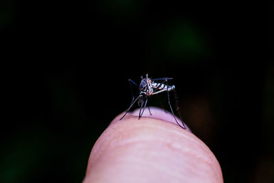 Close-up of butterfly on hand