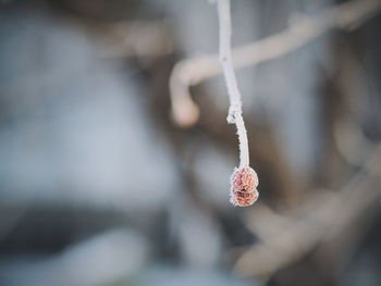 Close-up of plant against blurred background