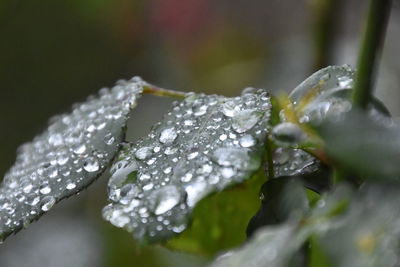 Close-up of wet plant during winter