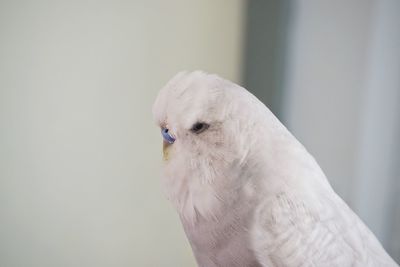 Close-up of a bird