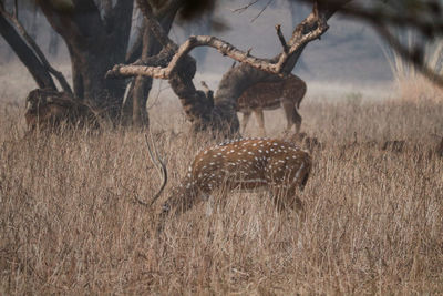 Deer in a field