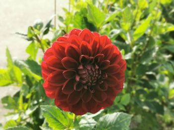 Close-up of red rose flower