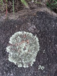 Close-up of plants