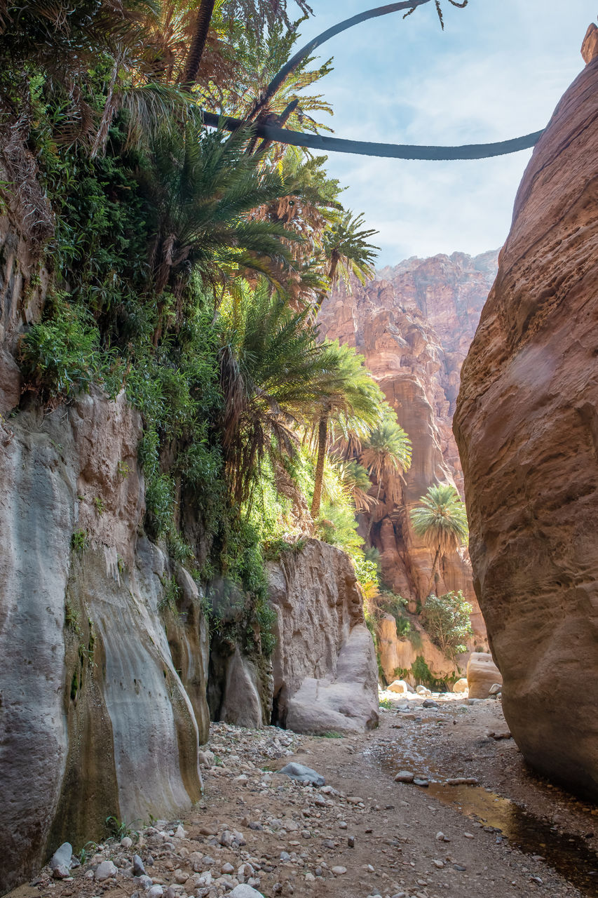 rock, nature, tree, rock formation, scenics - nature, environment, beauty in nature, plant, wadi, canyon, land, landscape, travel destinations, travel, non-urban scene, no people, valley, tranquility, mountain, sky, outdoors, geology, day, tranquil scene, tourism, cliff, desert, eroded, palm tree, tropical climate, physical geography, water, idyllic, wilderness, extreme terrain, terrain, cloud