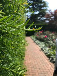 Close-up of green leaves on footpath