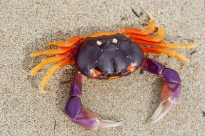 Close-up of crab on sand at beach