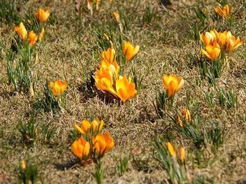 Close-up of yellow flower blooming in field