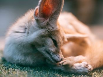 Close-up of a cat sleeping