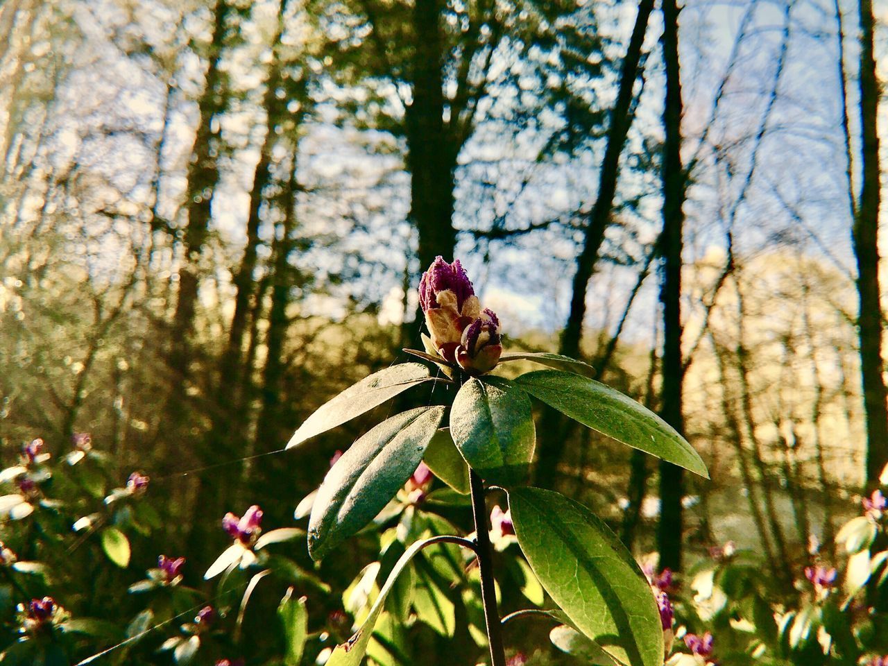 CLOSE-UP OF RED FLOWERING PLANT ON LAND