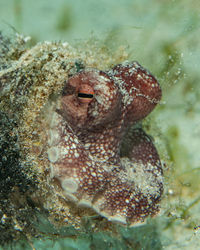 Amphioctopus burryi, the brownstripe octopus