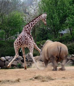 animal themes