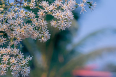 Close-up of white flowering plant